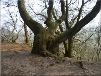 Old sweet chestnut tree on Bulkeley Hill